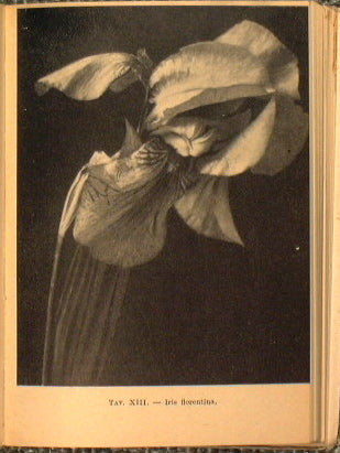 Manuale di Floricoltura