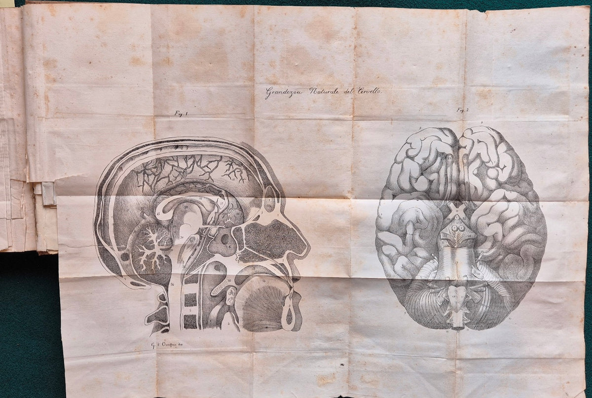 Compendio elementare di fisiologia