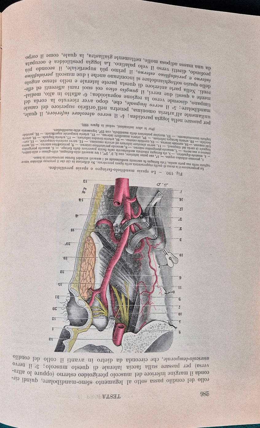 Trattato di anatomia topografica con applicazioni medico-chirurgiche - Vol. I