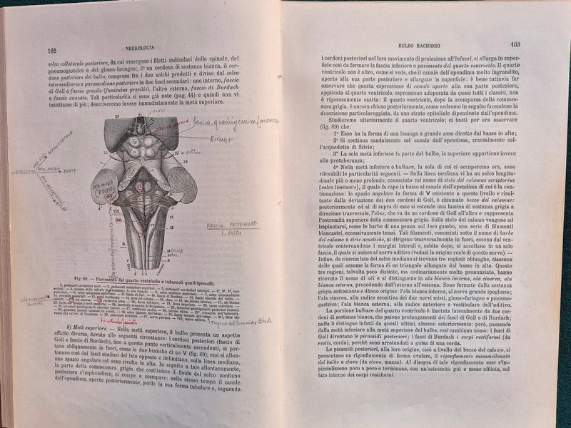 Trattato di anatomia umana - Vol. II (Parte seconda-Parte terza) Neurologia