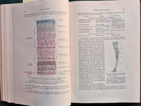 Trattato di anatomia umana - Vol. II (Parte quarta) Organi dei sensi