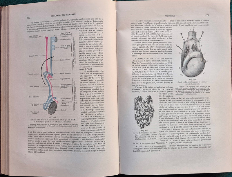 Trattato di anatomia umana - Vol. III Apparato uro-genitale - Embriologia