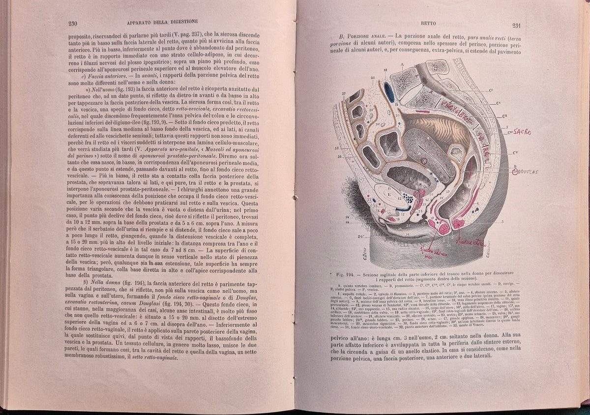 Trattato di anatomia umana - Vol. IV Apparati della digestione, della respirazione e della fonazione