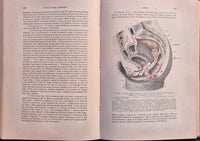 Trattato di anatomia umana - Vol. IV Apparati della digestione, della respirazione e della fonazione