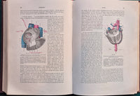 Trattato di anatomia umana - Vol. I Miologia - Vol. II Angiologia