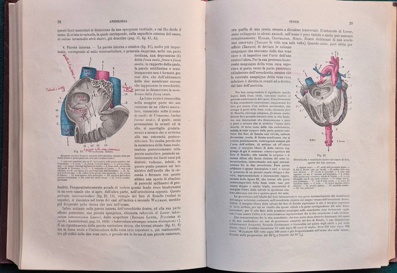 Trattato di anatomia umana - Vol. I Miologia - Vol. II Angiologia