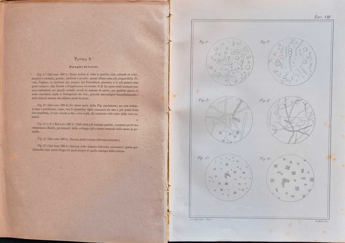 Atlante di microscopia clinica
