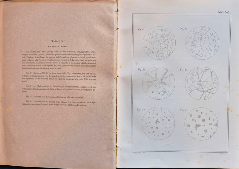 Atlante di microscopia clinica