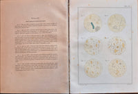 Atlante di microscopia clinica
