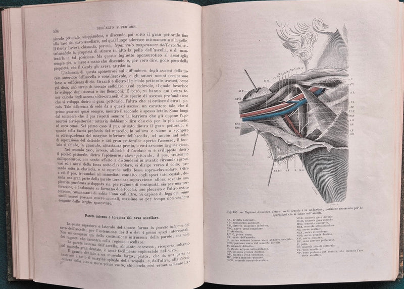 Trattato di anatomia topografica con applicazioni alla chirurgia - Parte II
