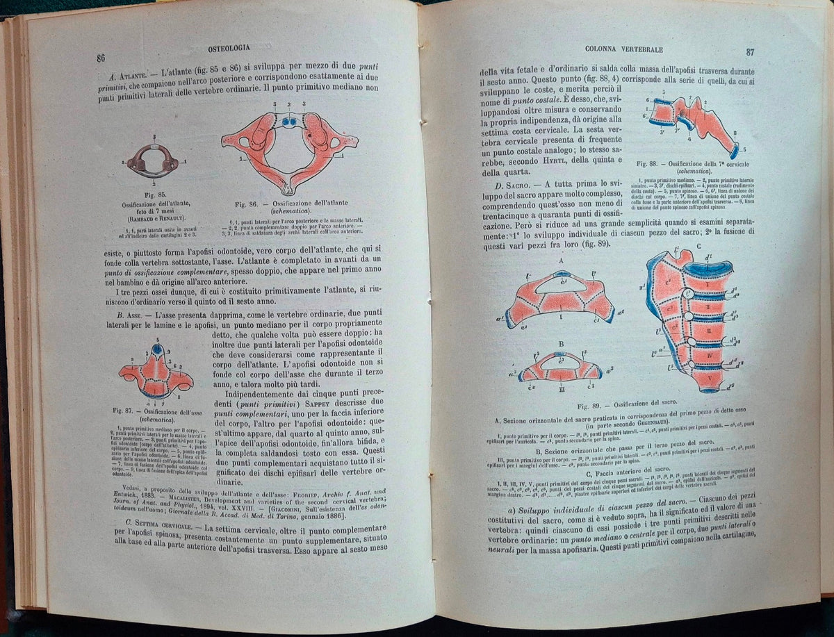 Trattato di anatomia umana