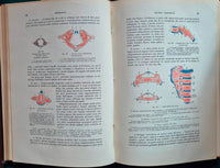 Trattato di anatomia umana