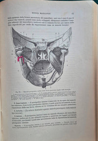 Trattato di anatomia umana