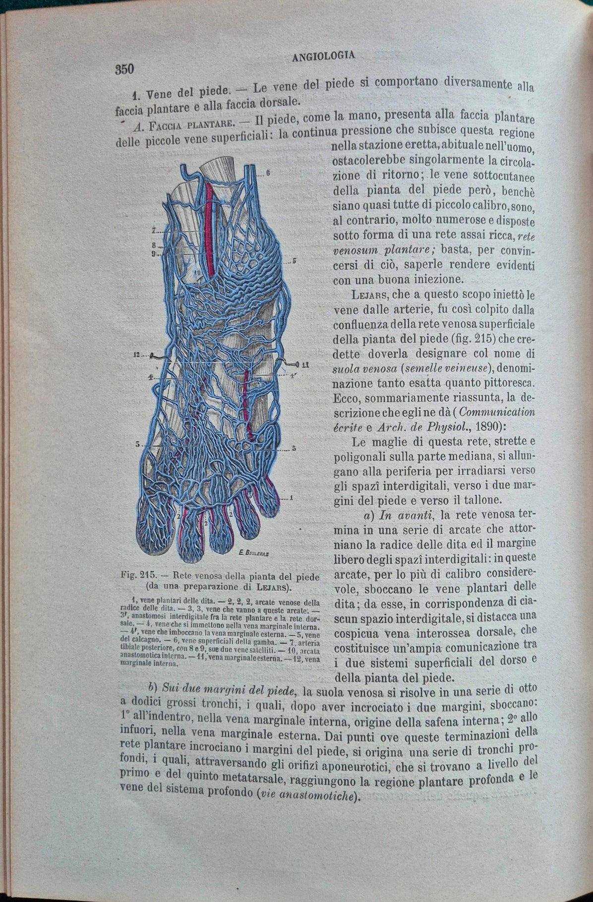 Trattato di anatomia umana