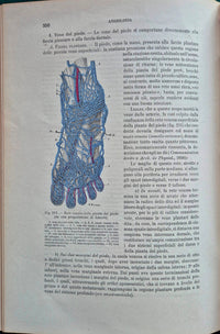 Trattato di anatomia umana