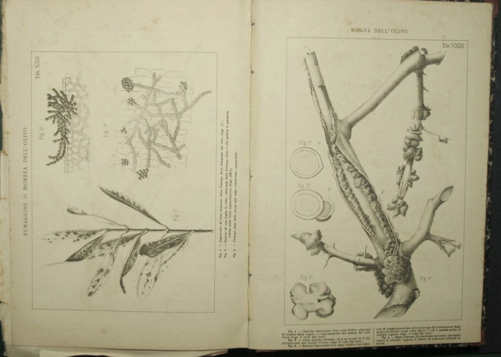 Italian Agricultural Encyclopedia