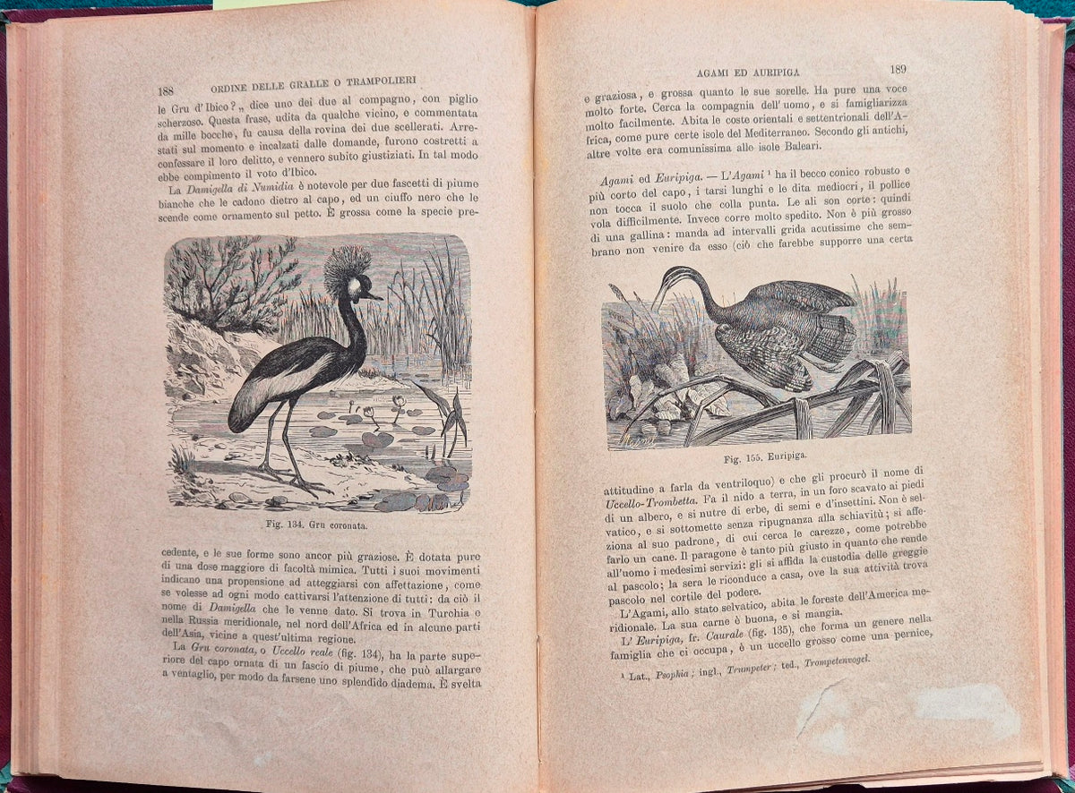 Vita e costumi degli animali - Gli uccelli