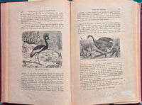 Vita e costumi degli animali - Gli uccelli