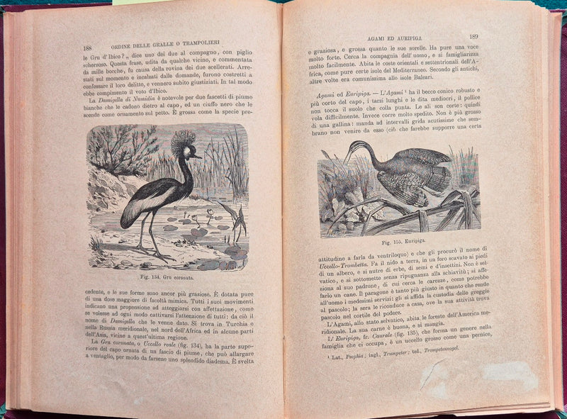 Vita e costumi degli animali - Gli uccelli