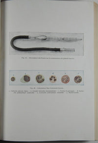 Fisiologia