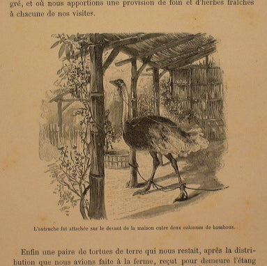 Le Robinson suisse or story of a shipwrecked Swiss family.