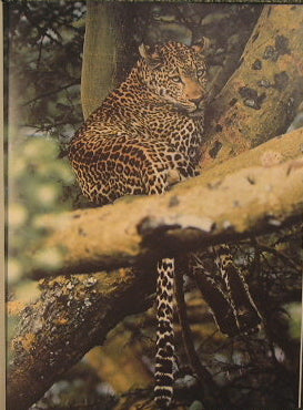 Gli animali dell'Africa
