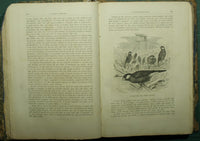 La vita degli animali. Vol. III - Uccelli