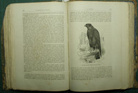 La vita degli animali. Vol. III - Uccelli