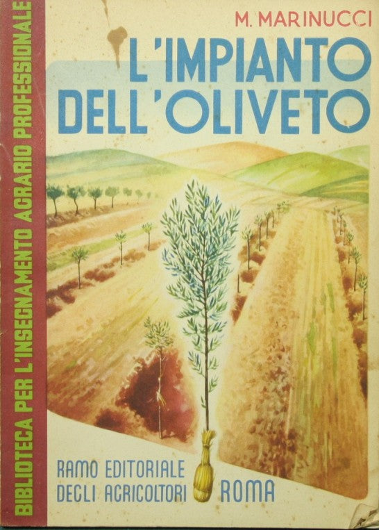 L'impianto dell'oliveto