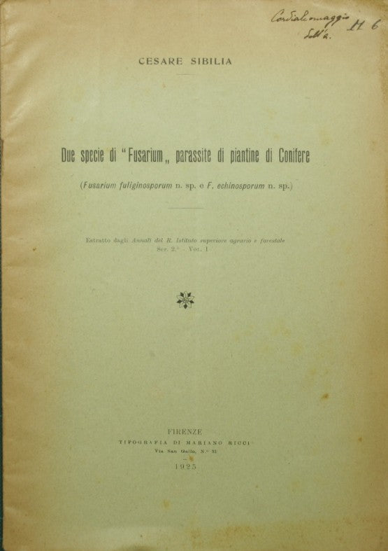 Due specie di Fusarium parassite di piantine di Conifere