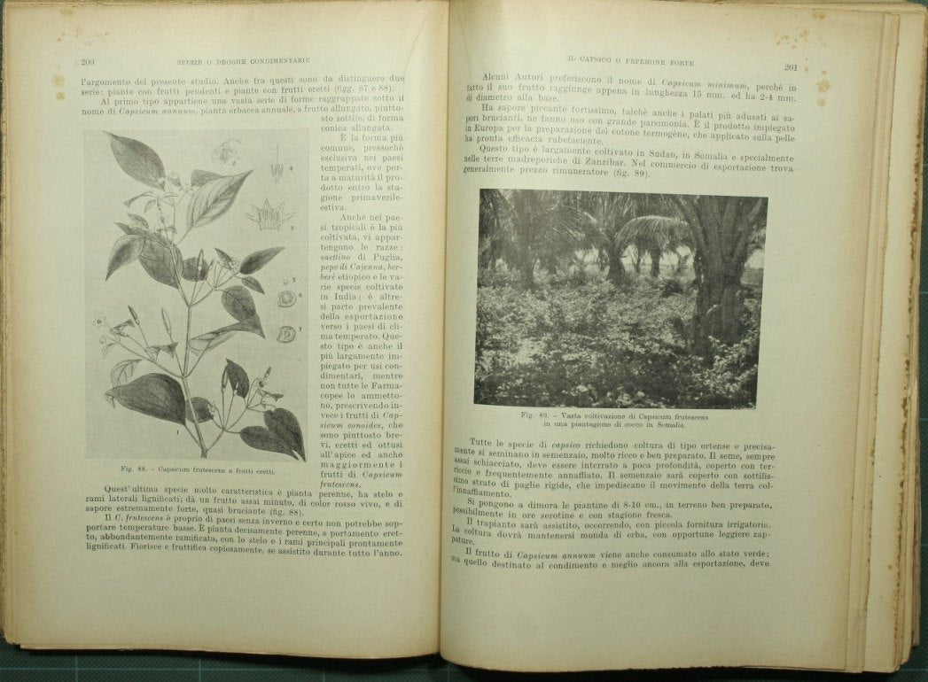Tratado de cultivos tropicales y subtropicales.