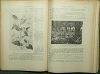 Tratado de cultivos tropicales y subtropicales.
