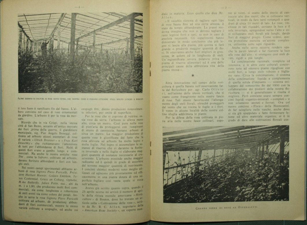 Roses and carnations in new cultivation methods