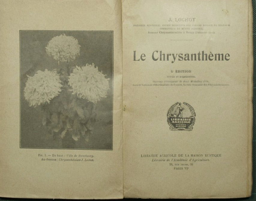The chrysanthemes