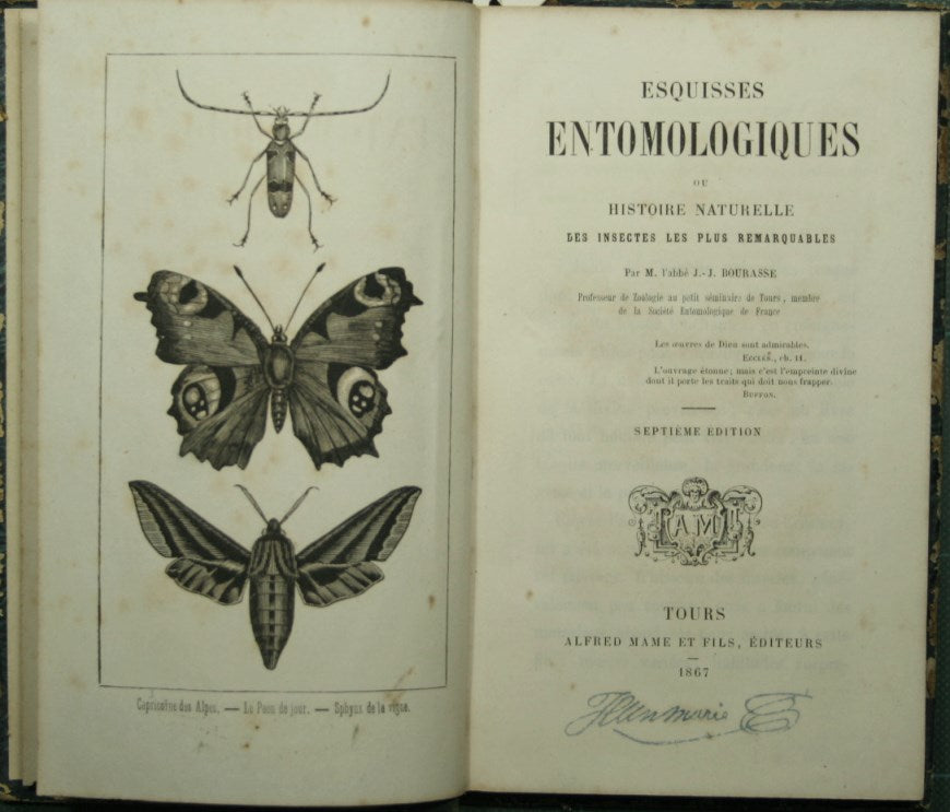 Esquisse entomologiques