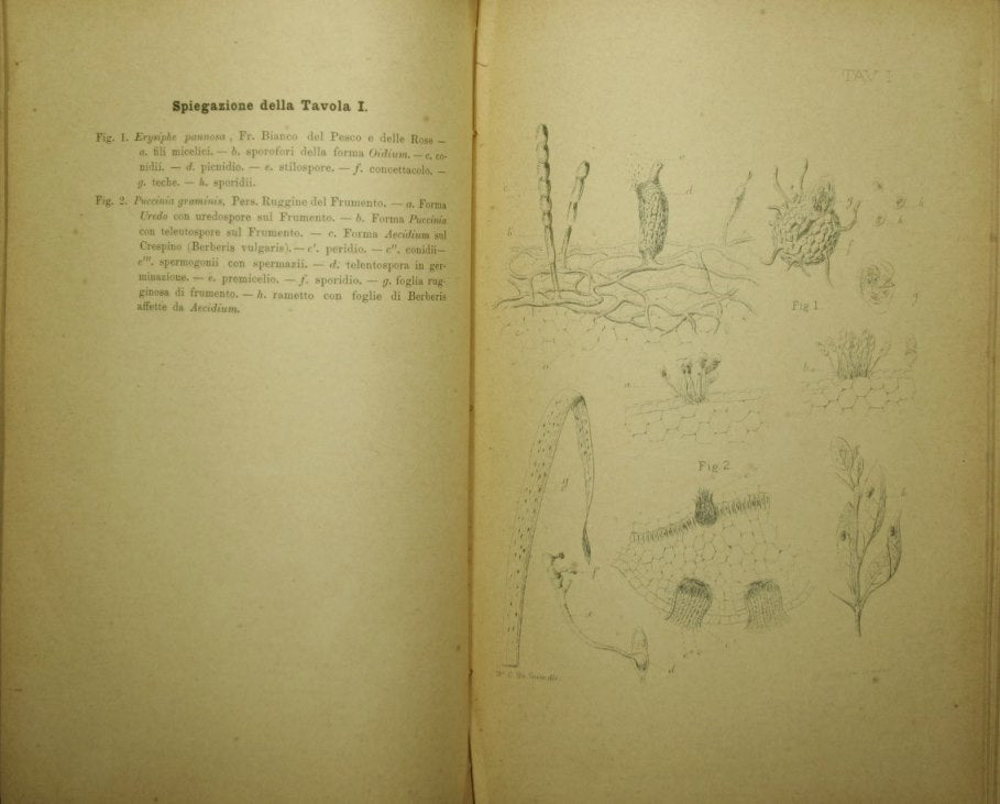 Crittogamia agraria