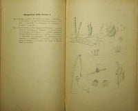 Crittogamia agraria