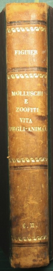 Vida y hábitos de los animales - Moluscos y zoófitos