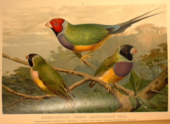 Die Schopfung der Tierwelt