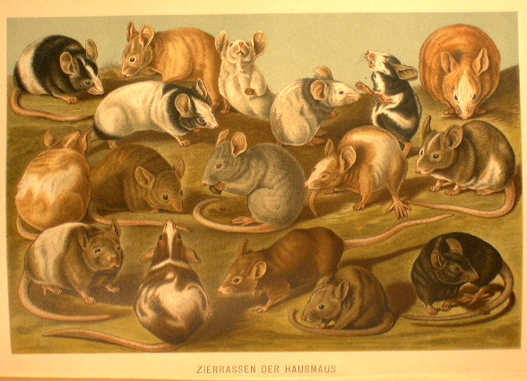 Die Schopfung der Tierwelt