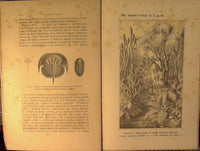 Compendio de Geología