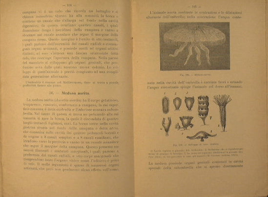Elements of zoology
