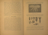 Elements of zoology