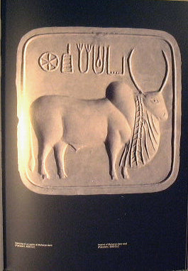 Il bue - Cattle