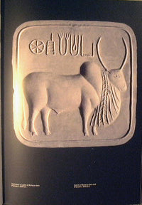 Il bue - Cattle